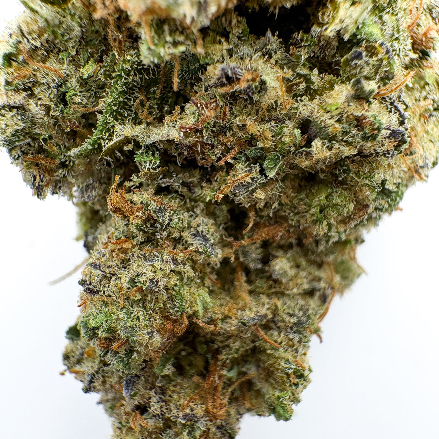 ANIMAL COOKIES